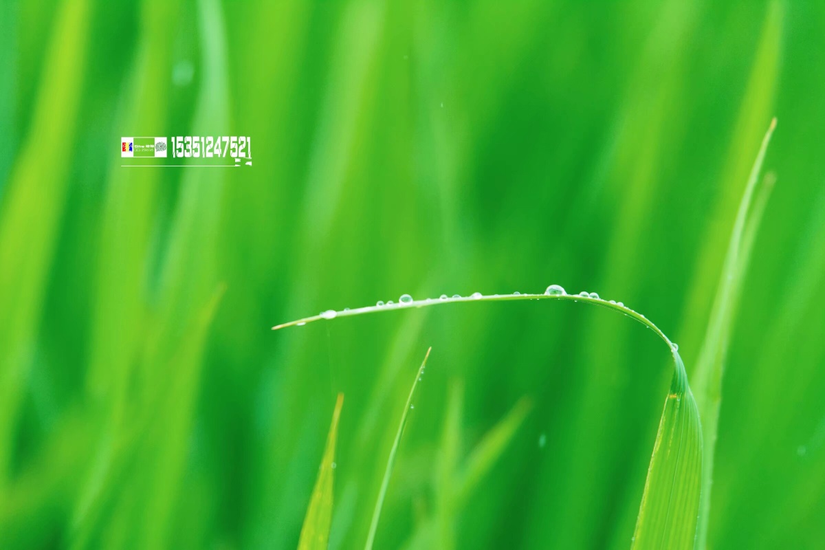 (春)来了一组清青绿②