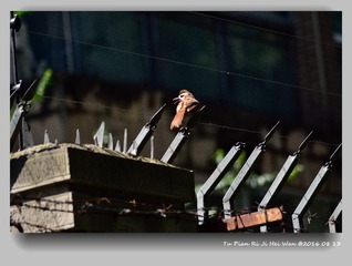 DSC_0032_
