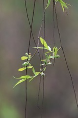 2626971