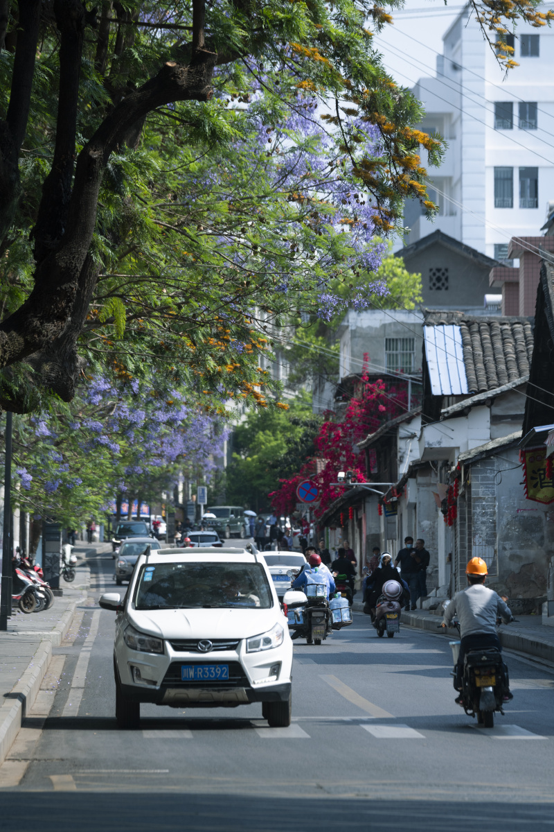 西昌蓝花楹