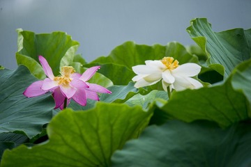 _DSC8976_???(1)_???(1)