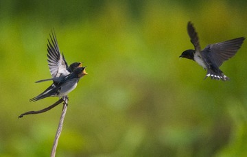_DSC4084_1_???