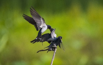 _DSC4102_2_???
