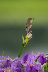 _DSC3521_1_???