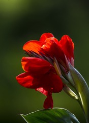 DSC_2186_1_???