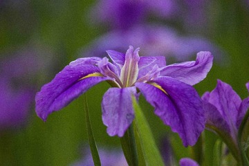 _DSC2332_???