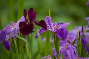 _DSC2654_???