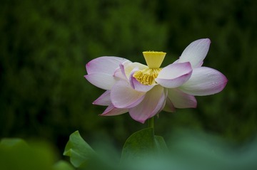 _DSC5085_???