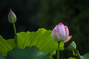 _DSC5785_1_???