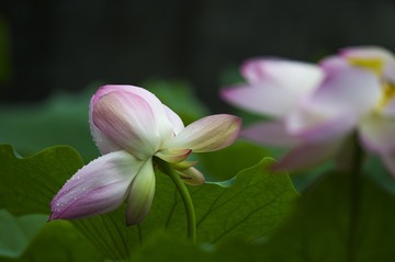 _DSC4825_1_???