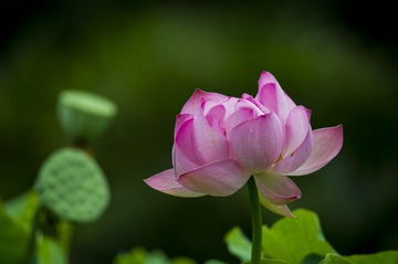 _DSC5176_???