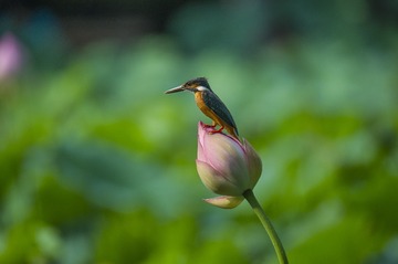 _DSC7386_???
