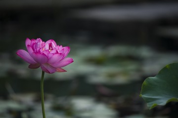_DSC8991_???