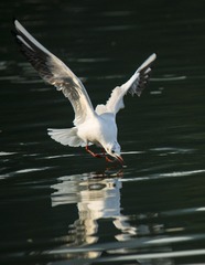_DSC8174_???_???