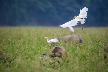 _DSC1736_1_???