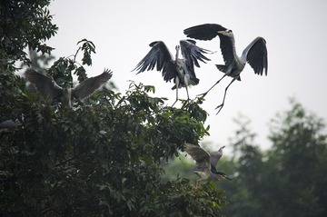 DSC_2642_??