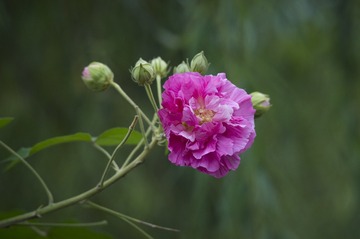 DSC_1800_???