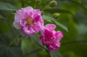 DSC_1588_???