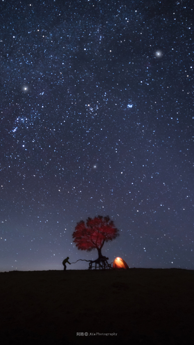 星空下的蚂蚁树