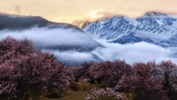 桃花秘境