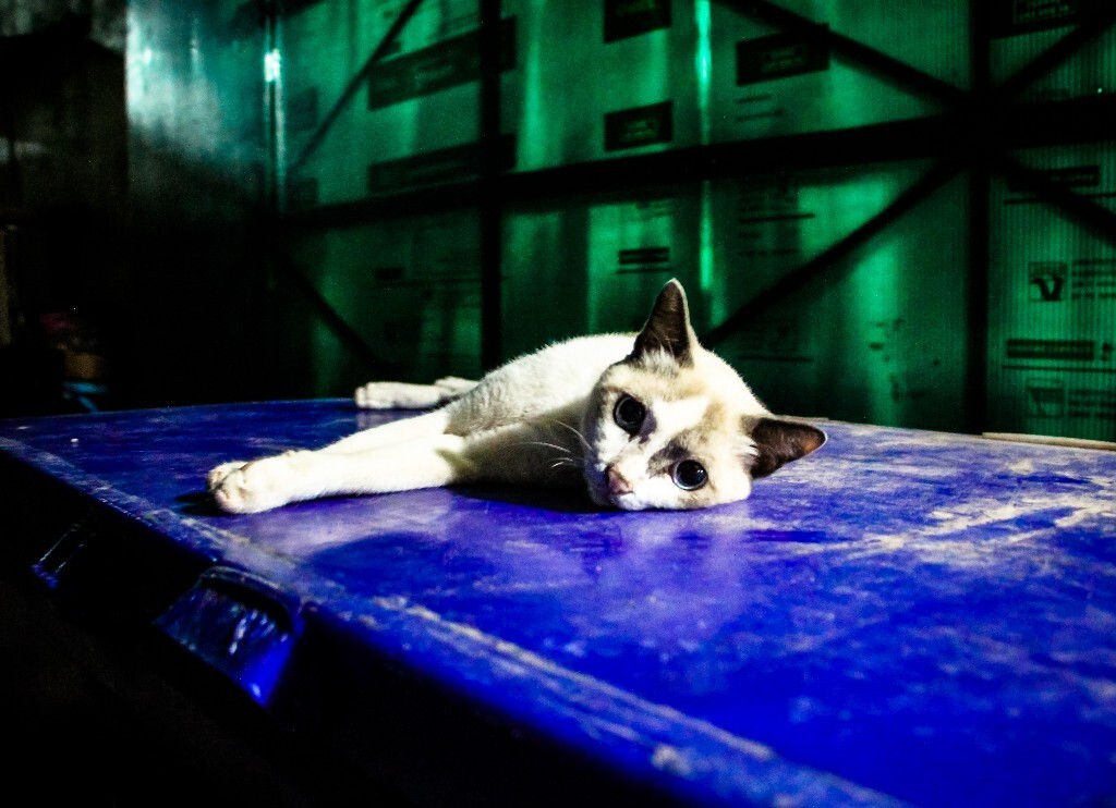 普吉岛的猫…热带国家的所有动物都是这样,躺在那就是最好的避暑方式