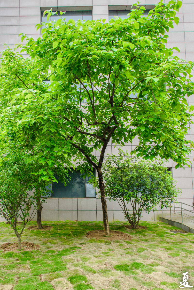 单位里的一棵树见证了春夏秋冬一年四季