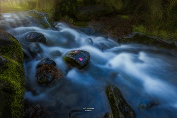 花圃小景