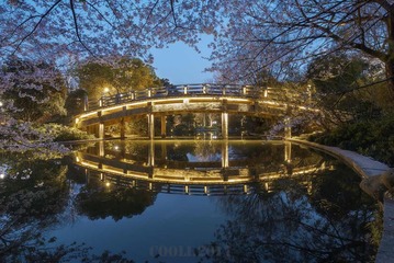 樱花桥