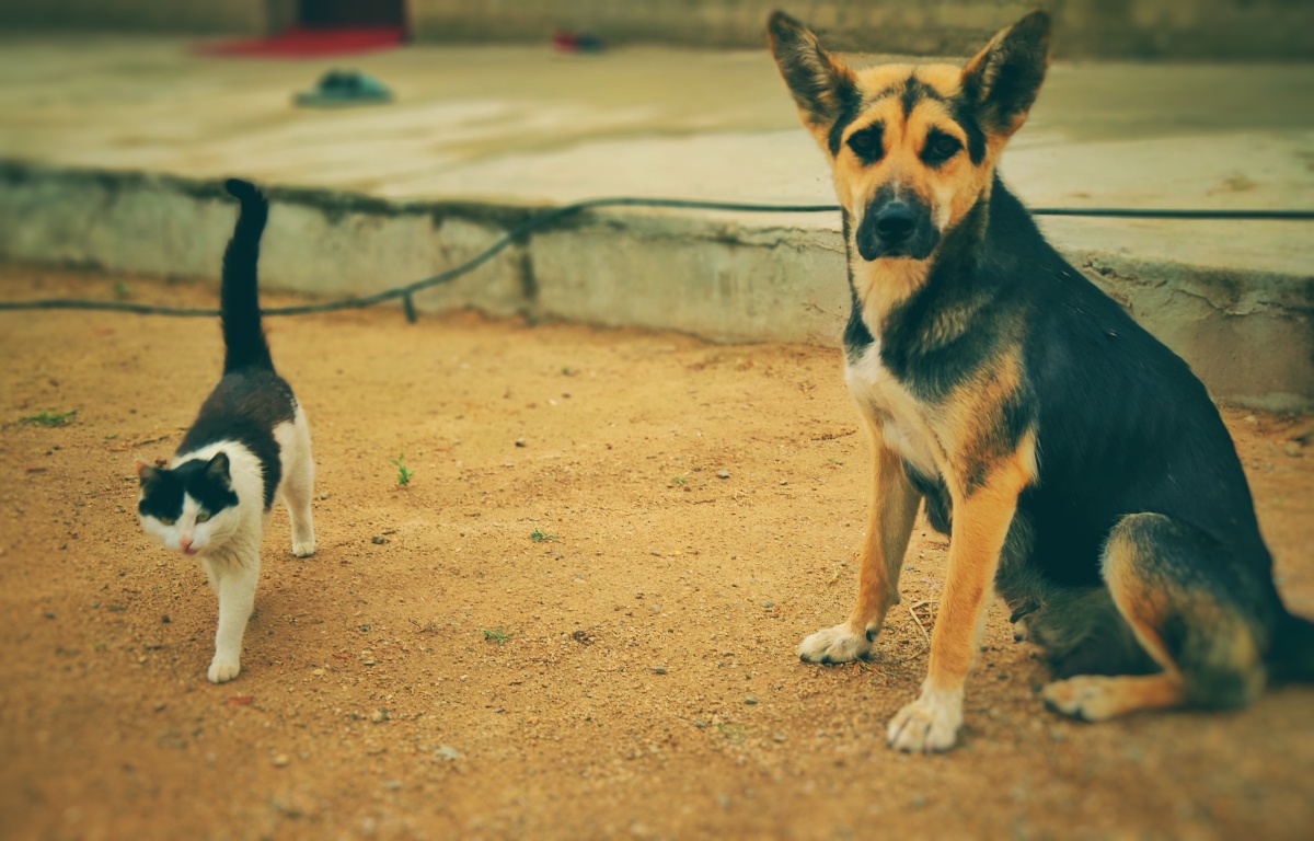 今天拔门牙 - 图虫网 - 优质摄影师交流社区