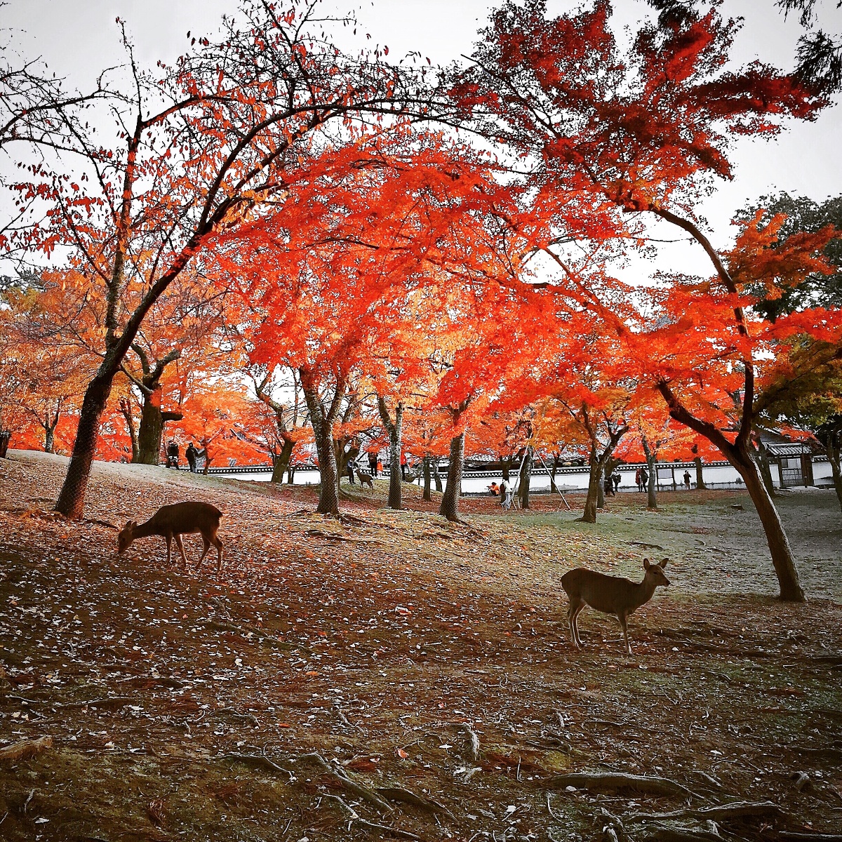奈良公园 - 梦入江湖 - 图虫网 - 最好的摄影师都