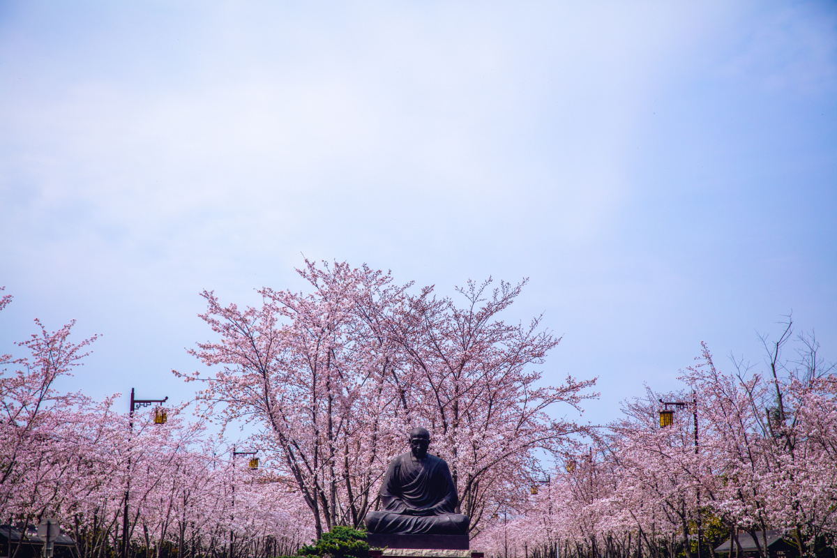 扬州鉴真路的樱花烂漫 - 张艺钟zhangyizhong - 图虫