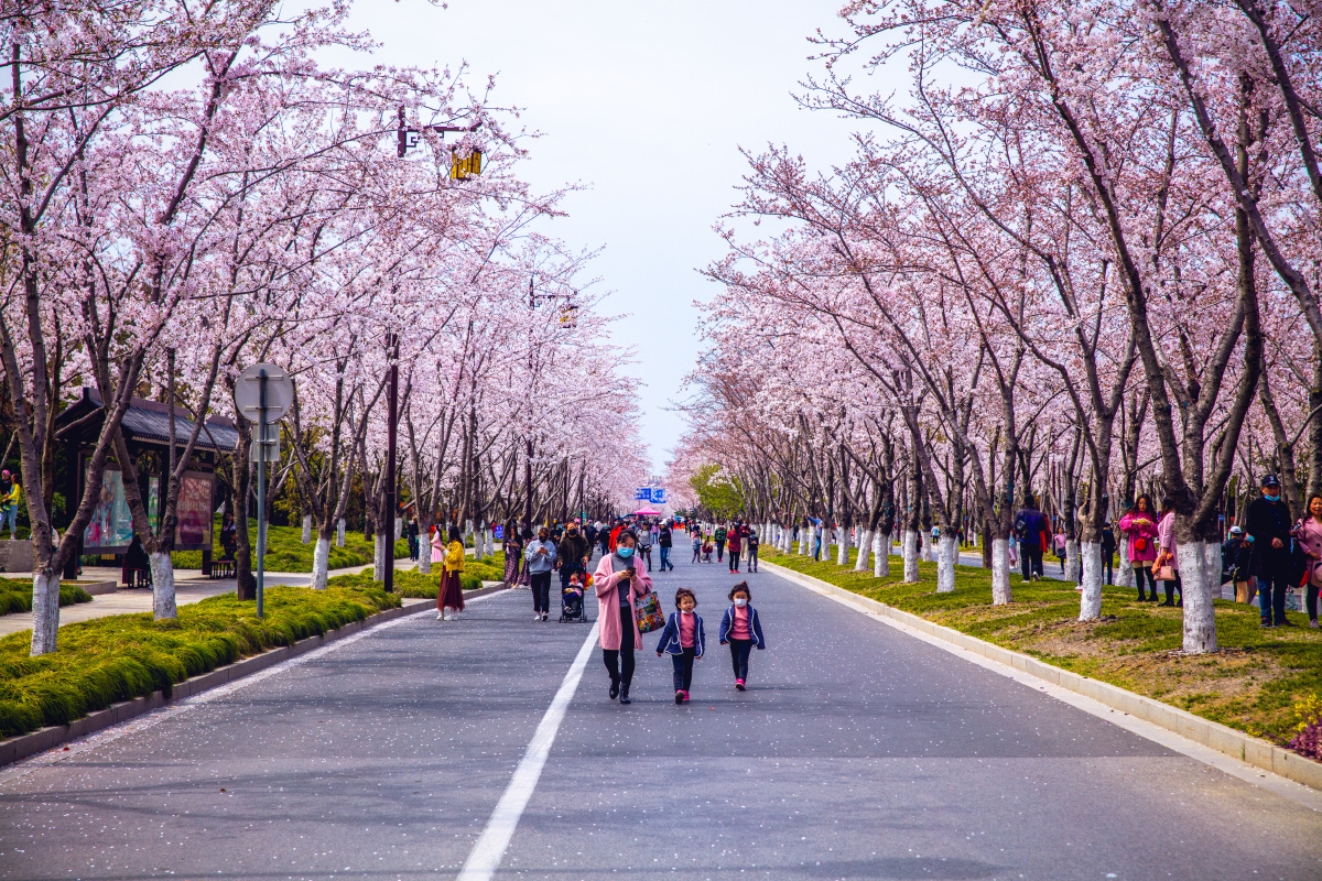 扬州鉴真路的樱花烂漫 - 张艺钟zhangyizhong - 图虫