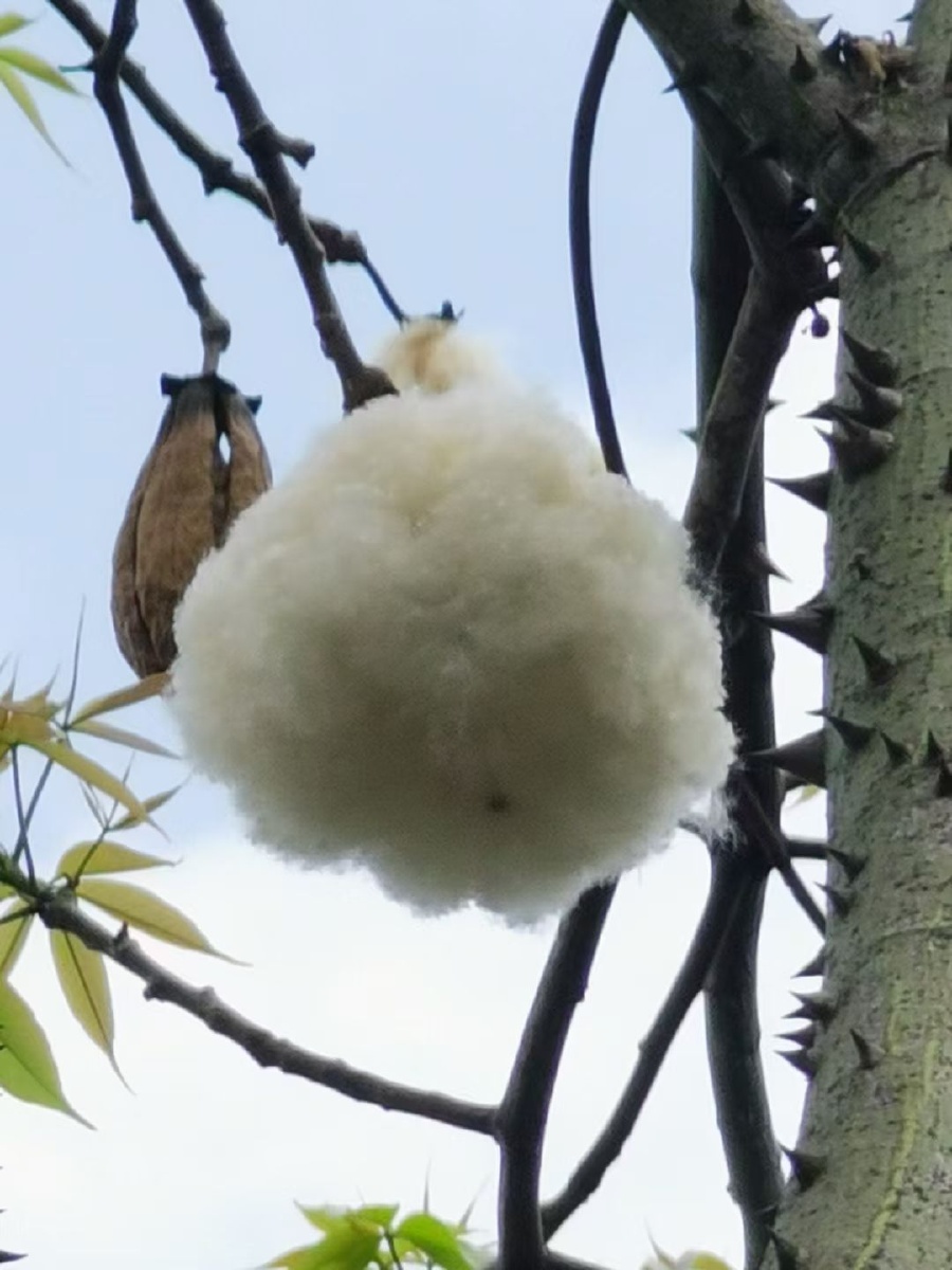 南方的棉花有了梦想就上了树站在高高的异木棉树下脖子直了棉朵也快