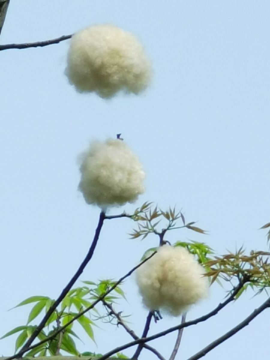 南方的棉花有了梦想就上了树站在高高的异木棉树下脖子直了棉朵也快