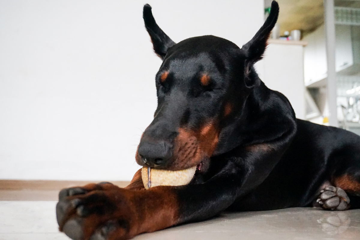 啃起鱼来表情都不是可爱的杜宾犬了