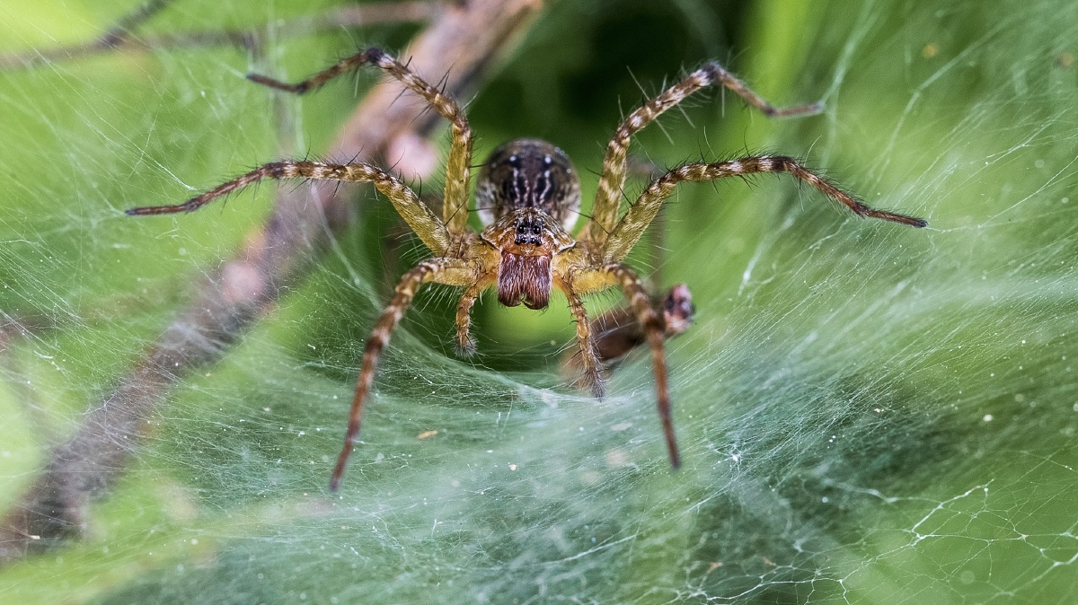 蜘蛛 秘密花园 - 风林火山_ - 图虫