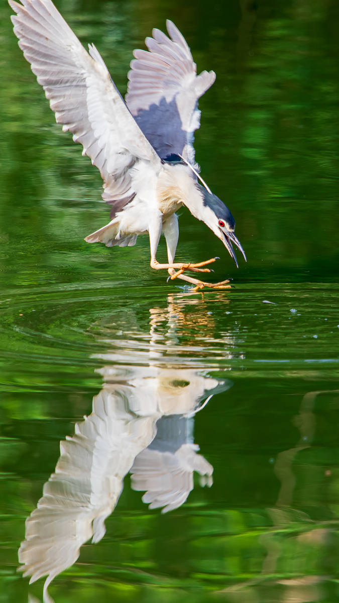 白鹭灰鹭12500s400mm
