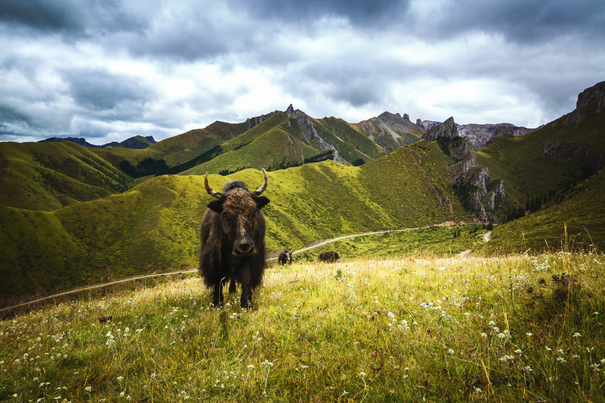 川西秘境之旅-高原牛