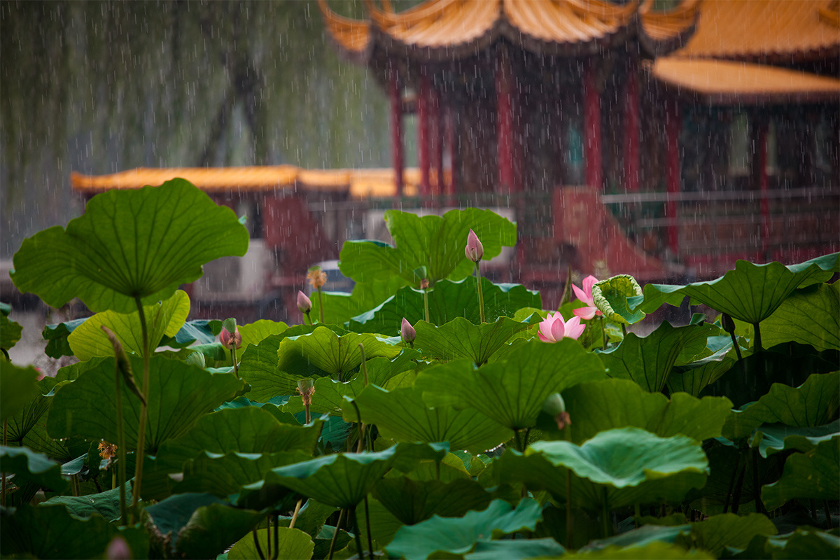 大明湖畔夏雨荷
