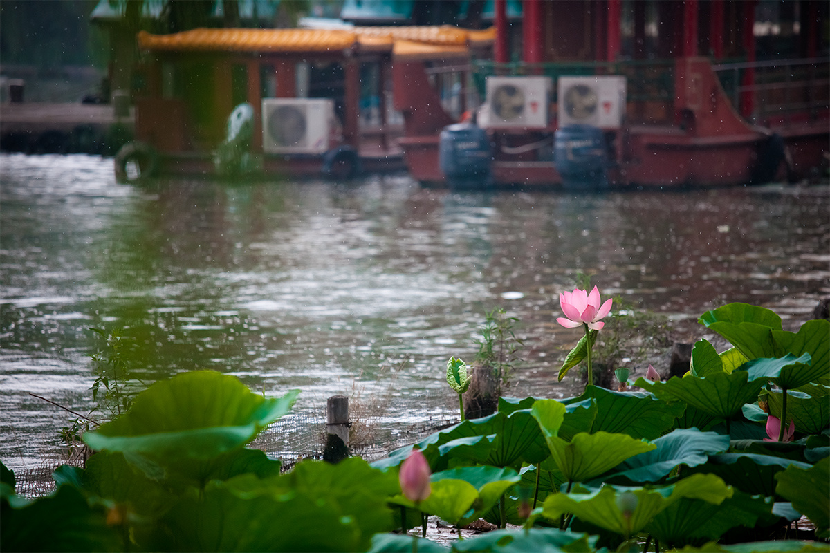 大明湖畔夏雨荷