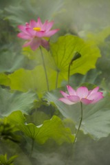 _MG_2835.jpg-小