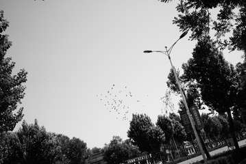 2305239