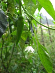 小辣椒和它的小白花