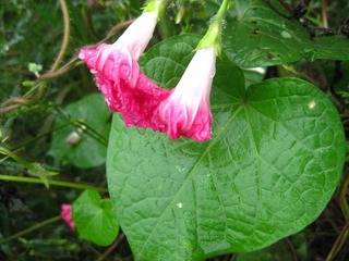 牵牛花