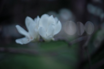 1000168011