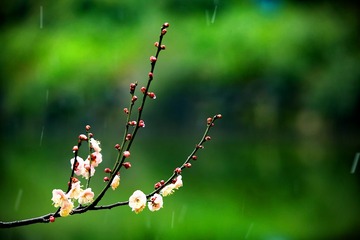IMG_0289_dh