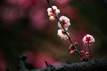 IMG_0317_dh