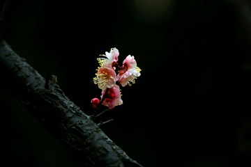 IMG_0310_dh