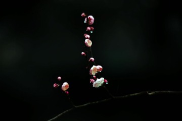 IMG_0300_dh