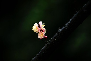 IMG_0285_dh